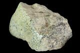 Polished Dinosaur Bone (Gembone) Section - Colorado #96420-1